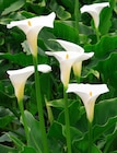 Promo Arum blanc à 12,99 € dans le catalogue Jardiland à Saint-Clément