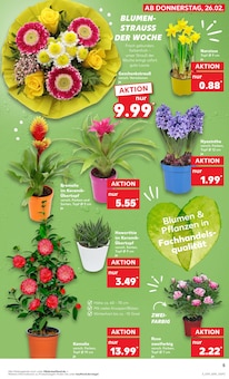 Zimmerpflanzen im Kaufland Prospekt "Aktuelle Angebote" mit 70 Seiten (Duisburg)