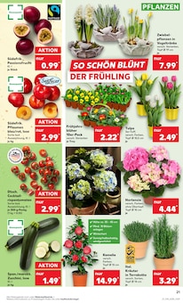 Hortensie im Kaufland Prospekt "KNÜLLER" mit 56 Seiten (Kassel)