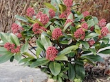 Promo Skimmia Japonica à 7,99 € dans le catalogue Gamm vert à Margon