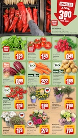 Pflanzen im REWE Prospekt in Rodgau Aktueller REWE Prospekt mit Pflanzen, "Dein Markt", Seite 11