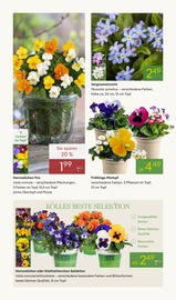 Aktueller Pflanzen Kölle Prospekt mit Stiefmütterchen, "FRÜHLINGS-ERWACHEN", Seite 2