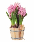 Blumenzwiebeln im Holztopf Angebote bei Lidl Böblingen für 2,99 €