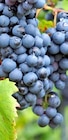 Weinrebe bei Thomas Philipps im Prospekt "" für 6,99 €