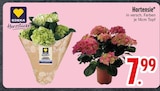 Aktuelles Hortensie Angebot bei EDEKA in Ingolstadt ab 7,99 €