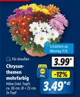 Chrysanthemen mehrfarbig im Angebot bei Lidl in Osnabrück Chrysanthemen mehrfarbig Angebote bei Lidl Osnabrück für 3,49 €