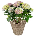 Hortensia "Magical®" - Jardiland à Courbevoie Hortensia "Magical®" en promo chez Jardiland Courbevoie à 22,99 €