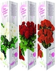 Rosen Classic für 2,99 € bei Thomas Philipps im Angebot Rosen Classic im aktuellen Thomas Philipps Prospekt