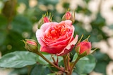 BBM Baumarkt Achim - Edelrose Angebot im Prospekt Edelrose bei BBM Baumarkt im Achim Prospekt für 11,99 €