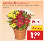 Aktuelles dreifarbige Chrysanthemen Angebot bei Netto Marken-Discount in Bonn ab 1,99 €