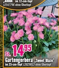 Gartengerbera „Sweet Blaze“  im aktuellen Hornbach Prospekt für 14,95 €