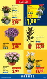 Promos Chrysanthèmes dans le catalogue "Économisez tout de suite !!" de Lidl Chrysanthèmes en promo dans le catalogue Lidl à la page 29