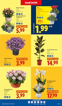 Promotion Orchidée dans le prospectus Lidl, valable du 24/09/2026 au 30/09/2026 Promo Orchidée dans le catalogue Lidl du moment à la page 29