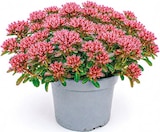 Stauden-Mix Angebote bei Netto mit dem Scottie Frankfurt für 2,99 €