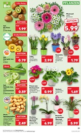 Aktueller Kaufland Prospekt mit Blumentopf, "KNÜLLER", Seite 34