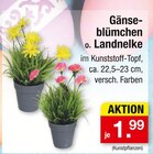 Gänseblümchen o. Landnelke im aktuellen Zimmermann Prospekt