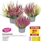 Aktuelles Knospenheide „Gardengirls“ Angebot bei toom Baumarkt in Salzgitter ab 1,99 €