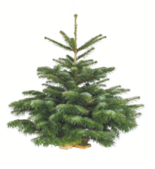 Nordmanntanne mit Holzständer bei toom Baumarkt in Grefrath Nordmanntanne mit Holzständer im Angebot bei toom Baumarkt Grefrath für 16,99 €