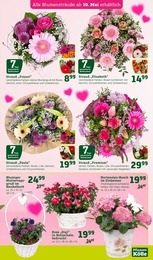 Chrysantheme Angebot im aktuellen Pflanzen Kölle Prospekt auf Seite 3