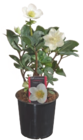 Christrose "Helleborus" von  im aktuellen tegut Prospekt für 6,99 €