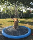 Kiebitzmarkt Rhede - Splash Pool Angebot im Prospekt Splash Pool bei Kiebitzmarkt im Rhede Prospekt für 27,99 €