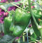 Promo Poivrons à 3,50 € dans le catalogue Les Compagnons des saisons à Bain-de-Bretagne