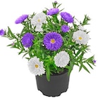 Aktuelle Pflanzen Angebote bei REWE in Düsseldorf Aktuelles Aster Duo Angebot bei REWE in Düsseldorf ab 1,79 €