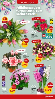 Tulpen im Penny Prospekt "Wer günstig will, muss Penny." mit 42 Seiten (Ingolstadt)