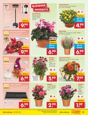 Stauden im Netto Marken-Discount Prospekt in Fulda Aktueller Netto Marken-Discount Prospekt mit Stauden, "Aktuelle Angebote", Seite 25