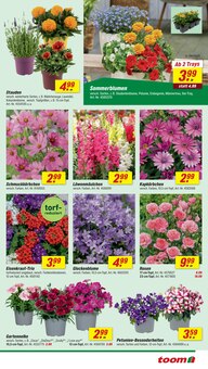 Blumen im aktuellen toom Baumarkt Prospekt (Lübeck) Blumen im toom Baumarkt Prospekt "Respekt, wer's selber macht." mit 26 Seiten (Lübeck)