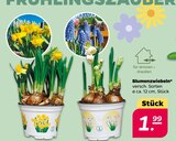 Blumenzwiebeln Angebote bei Netto mit dem Scottie Neumünster für 1,99 €