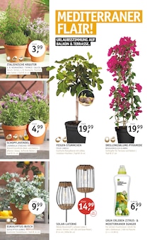 Rosmarin im ROSENGUT Langerwisch Prospekt "START IN DEN SOMMER!" mit 12 Seiten (Potsdam)