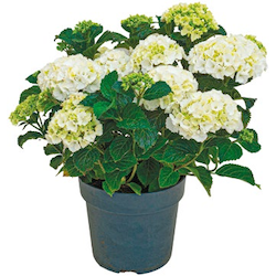 Gartenhortensie
