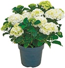 Gartenhortensie im aktuellen Netto mit dem Scottie Prospekt