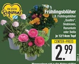 Frühlingsblüher bei E center im Regenstauf Prospekt für 2,99 €