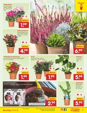 Pflanzen im Netto Marken-Discount Prospekt in Eisenach Aktueller Netto Marken-Discount Prospekt mit Pflanzen, "Aktuelle Angebote", Seite 9