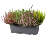 Grande jardinière de calluna multicolore - Lidl à Versailles Grande jardinière de calluna multicolore en promo chez Lidl Versailles à 9,99 €