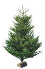 SAPIN NORDMANN COUPÉ 175/200 CM AVEC BÛCHE OFFERTE à Intermarché dans Ris-Orangis SAPIN NORDMANN COUPÉ 175/200 CM AVEC BÛCHE OFFERTE à Intermarché dans Ris-Orangis