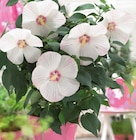 Riesenhibiskus "Extreme" im Angebot bei Hornbach in Essen Riesenhibiskus "Extreme" Angebote bei Hornbach Essen für 13,95 €