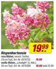 Rispenhortensie bei toom Baumarkt im Neuenkirchen Prospekt für 19,99 €