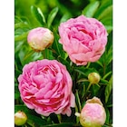 Pivoine arbustive en promo chez Carrefour Bourges à 25,99 €
