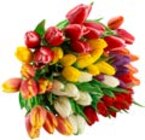 Penny-Markt - Wunderschöne Tulpen Angebot im Prospekt Wunderschöne Tulpen bei Penny-Markt im Prospekt "" für 1,99 €