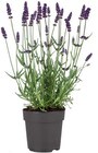 Aktuelles Lavendel angustifolia Angebot bei Lidl in Nürnberg ab 2,49 €