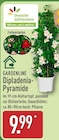 Dipladenia-Pyramide im ALDI Nord Prospekt Dipladenia-Pyramide von Deutsche GĂ€rtnerware im aktuellen ALDI Nord Prospekt fĂŒr 9,99 âŹ