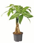 Aktuelles Ficus Ginseng/Pachira Angebot bei Lidl in Berlin ab 5,99 €