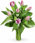 Netto Marken-Discount Neustadt - Herbsttulpen Angebot im Prospekt Herbsttulpen bei Netto Marken-Discount im Neustadt Prospekt für 2,99 €