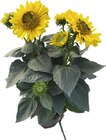 Hagebaumarkt Uchte - Sonnenblume Angebot im Prospekt Sonnenblume bei Hagebaumarkt im Uchte Prospekt für 7,99 €