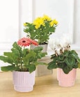 Plante fleurie - Super U à Montpellier Plante fleurie en promo chez Super U Montpellier à 6,99 €