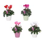 Cyclamen pot 12 cm - Carrefour Cyclamen pot 12 cm à 3,99 € dans le catalogue Carrefour