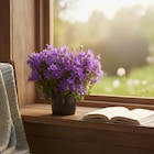 Plantes fleuries en promo chez Carrefour Villemomble à 2,99 €